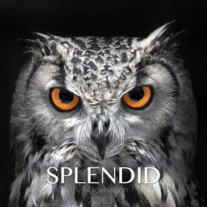 Splendid