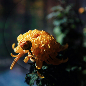 荣耀天成by永遇樂秋律