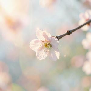 ふたりだけの季節