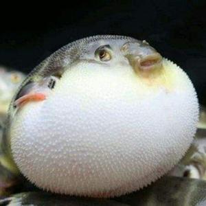 《孤独的谢幕者》