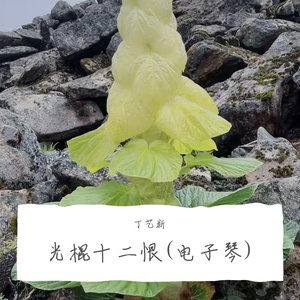 光棍十二恨(电子琴)