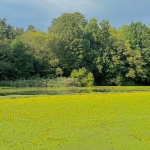 Viral (25.09.07.12.15)