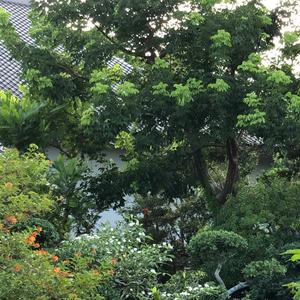 garden (feat. Kibishi)