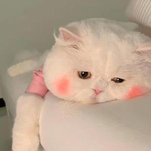 恋爱写真