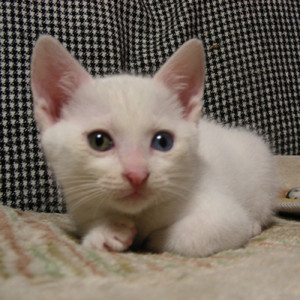 一会一期 ありがとう そして さようなら