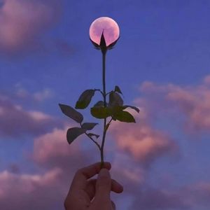 你的花语