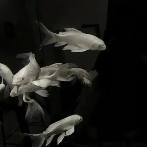 Elephant（纯享版）