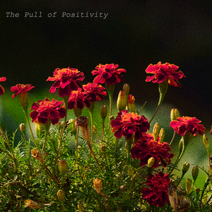The Pull of Positivity