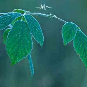 等候你的季节-雨声催眠曲 (吉他)