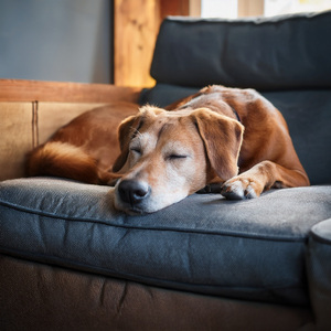 Sonidos De La Hora De Acurrucarse