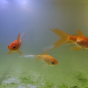 天空之城（翻自 南京热心市民）