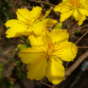 Tết Nên Về Nhà