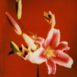 宫花红（吉他版）别问是海波&汐音社