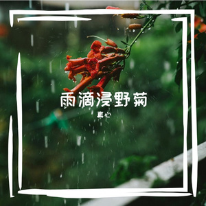 雨滴浸野菊