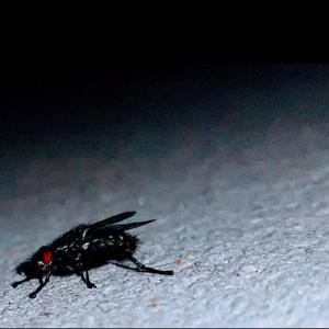 My Tired Eyes (feat. Ariana Celaeno)