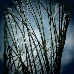 Walk on the High Wire
