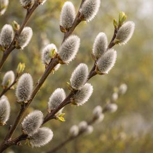 Вербна неділя