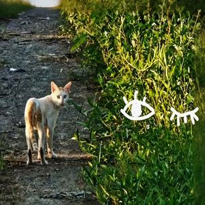 你看著貓，我看著你