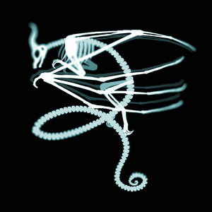 believe (Slowed gym)