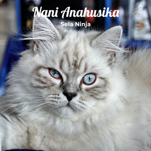 Nani Anahusika
