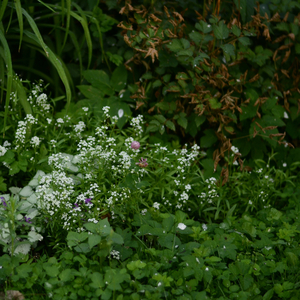 Διαλογισμός Γιόγκα