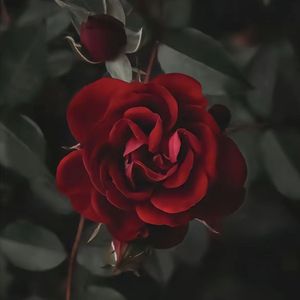 rose(prod Noria&EVO MUSIC)
