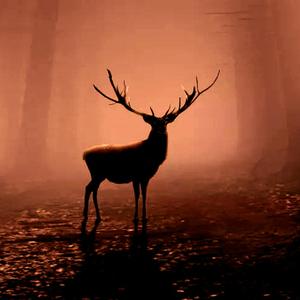 迷雾 Lost in the fog