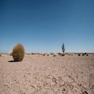 Steppenläufer (GERMAN)