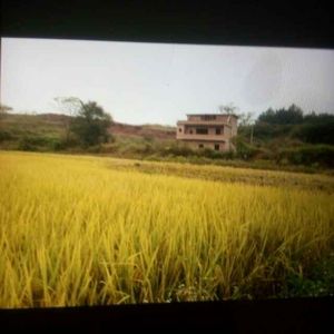 农民与土地