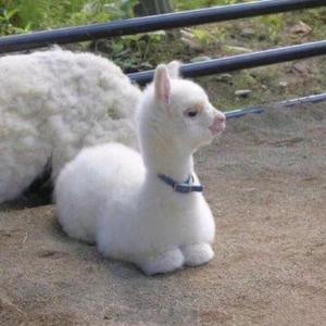 刺青Prod by ABAYBAY