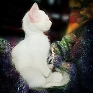 风花雪月ft.阿夏（Cover Otokaze / 林斜阳 / 紫堂宿）