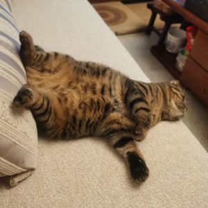 维纳斯卫星航行日志