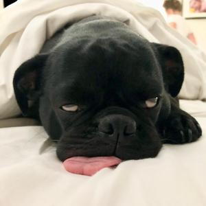 Frankie's Life