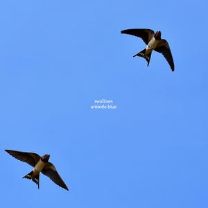 Swallows