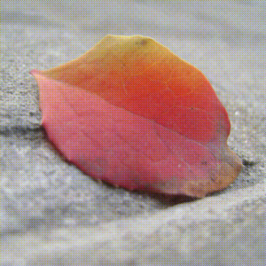 Colores (You Don't Love Me)