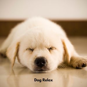 Canine Serenity Suite