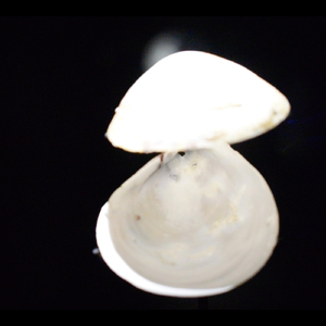 1000 Monitores (feat. Victoria Herranz)