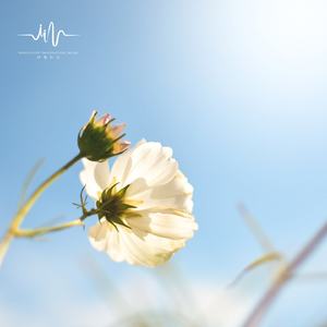 十里红妆 (冥想打坐瑜伽)