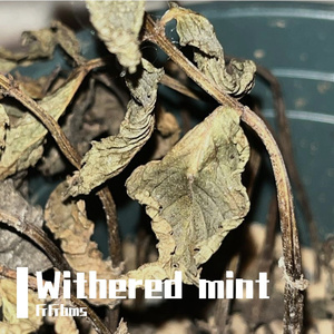 Withered mint（prod.by SCORPION)