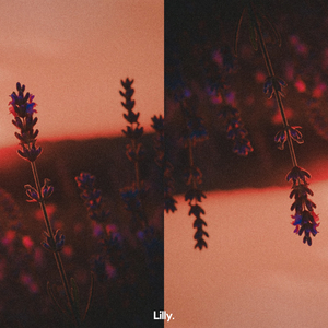 Lavender