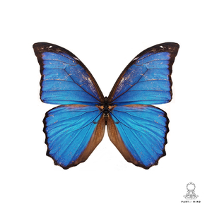 Hired (Original Mix)