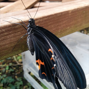 8月の夜の出来事