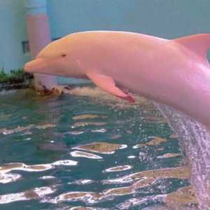 粉色海豚