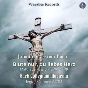 St. Matthew Passion, BWV 244/9: Blute nur, du liebes Herz!