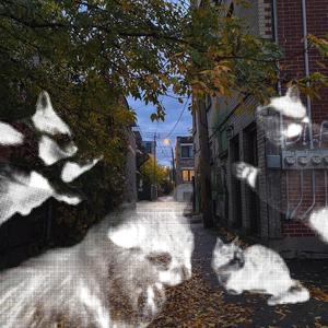 Cat City