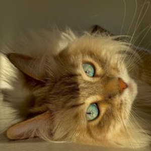 Twerkulator (slowed)