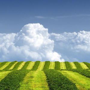 菩提树下悟佛缘