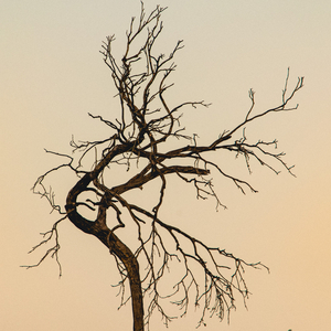 Ararita (אראריתא) (Demo)