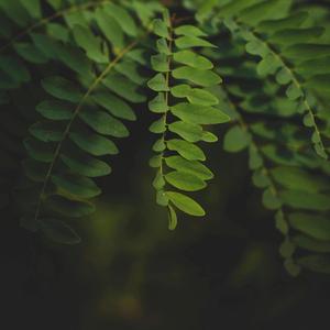 Beanie (Piano Version)