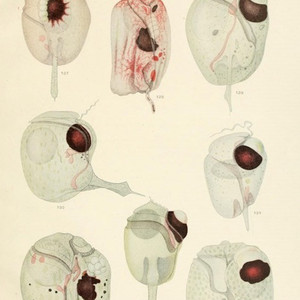 Zeno F